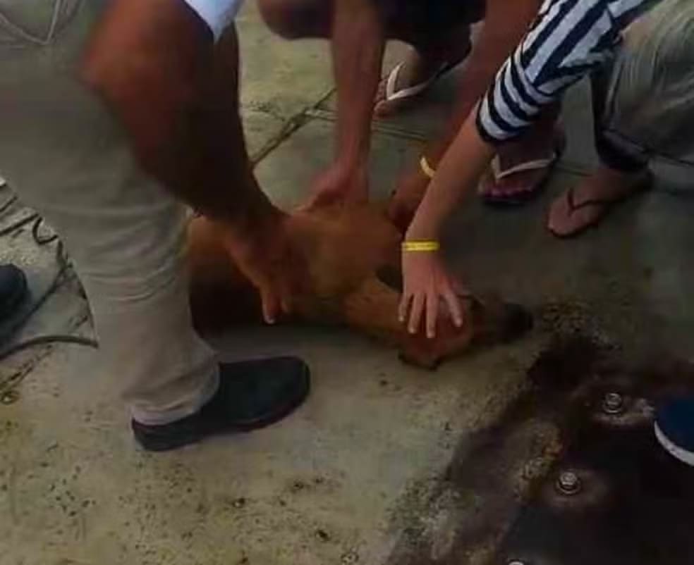Cão é resgatado no mar por tripulação de balsa em Ilhabela e desfecho impressiona